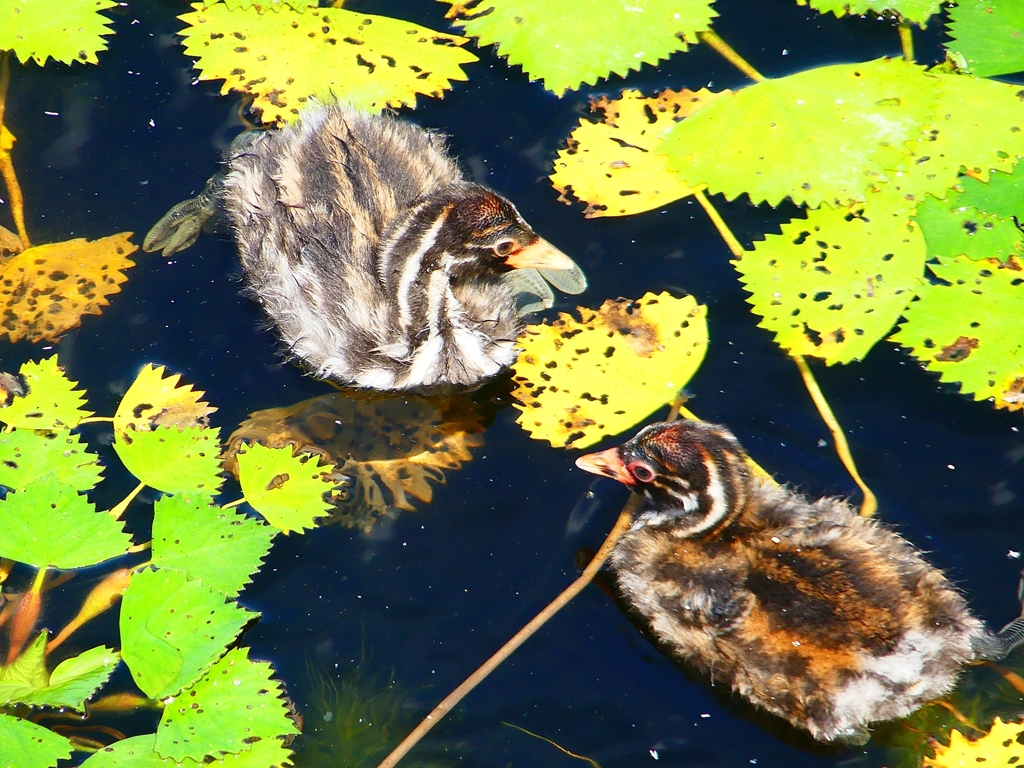 P1130878：カイツブリ_R