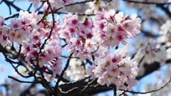 P1900229：桜（源平咲き？）_R