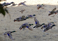 P1600587：トモエガモ、マガモ_R