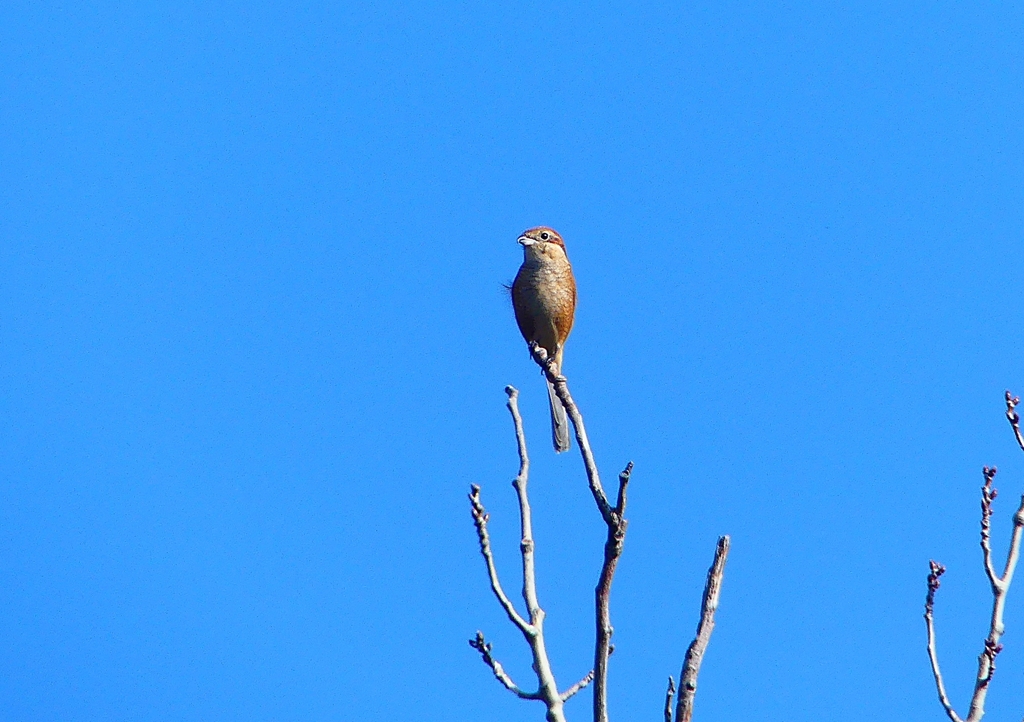 P1350234：モズ（メス）_R