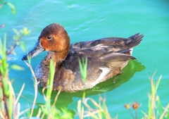 P1320375：ホシハジロ交雑種_R