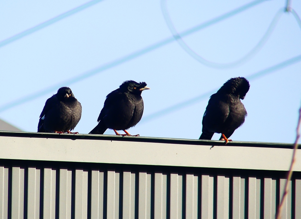 P4800133：ハッカチョウ_R