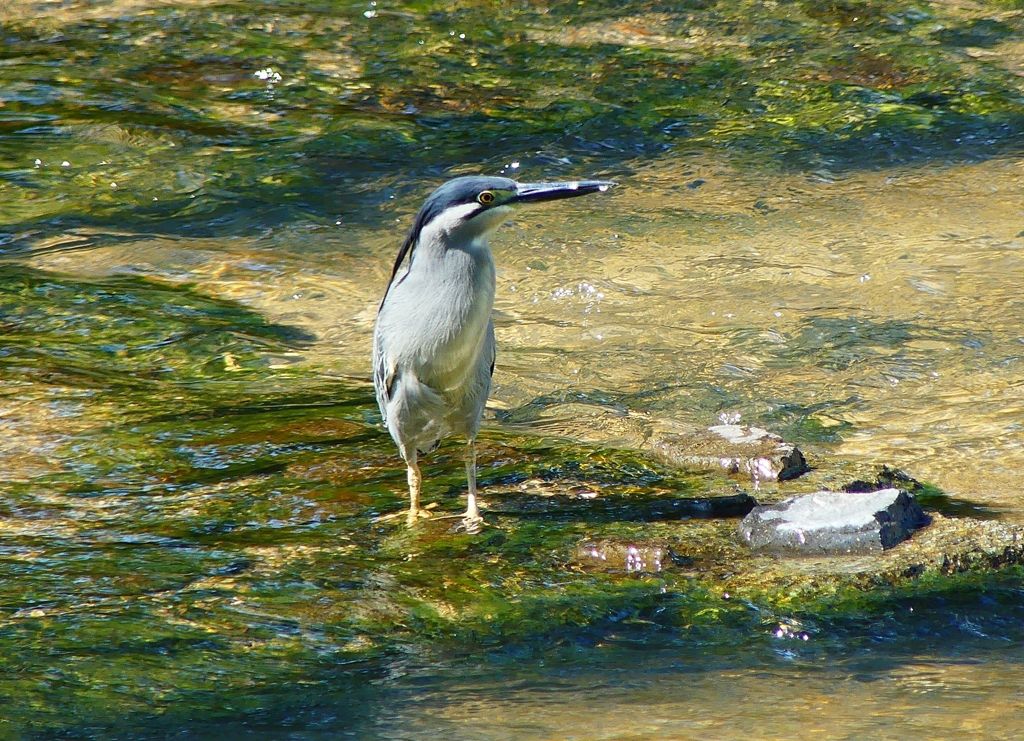 P1020193：ササゴイ_R