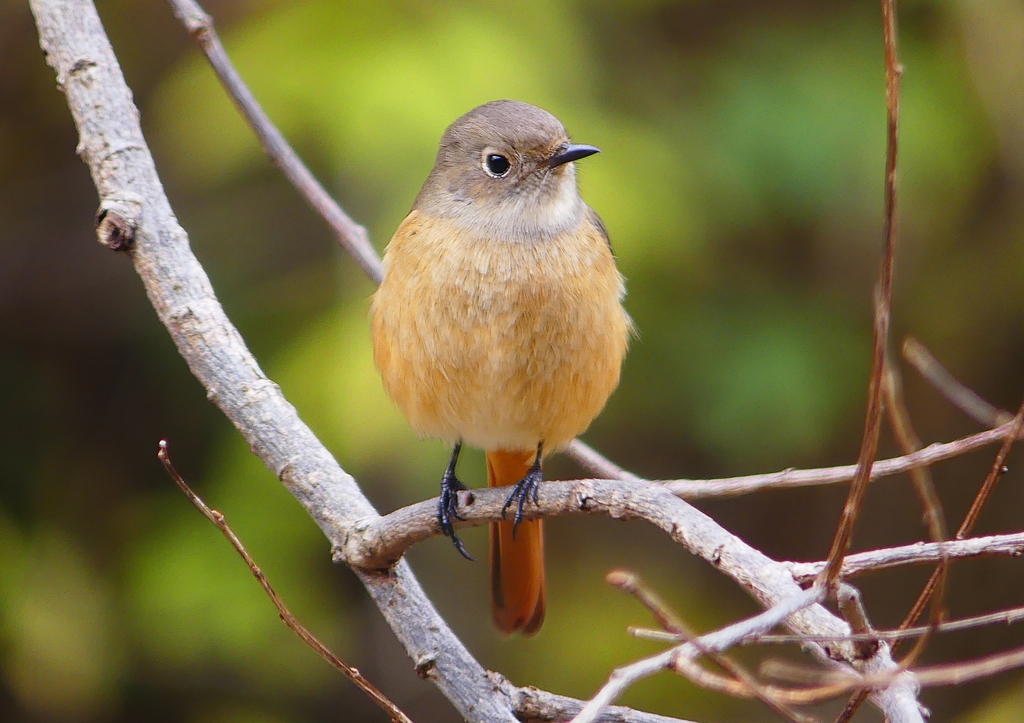 P1560333：ジョウビタキ（メス）_R