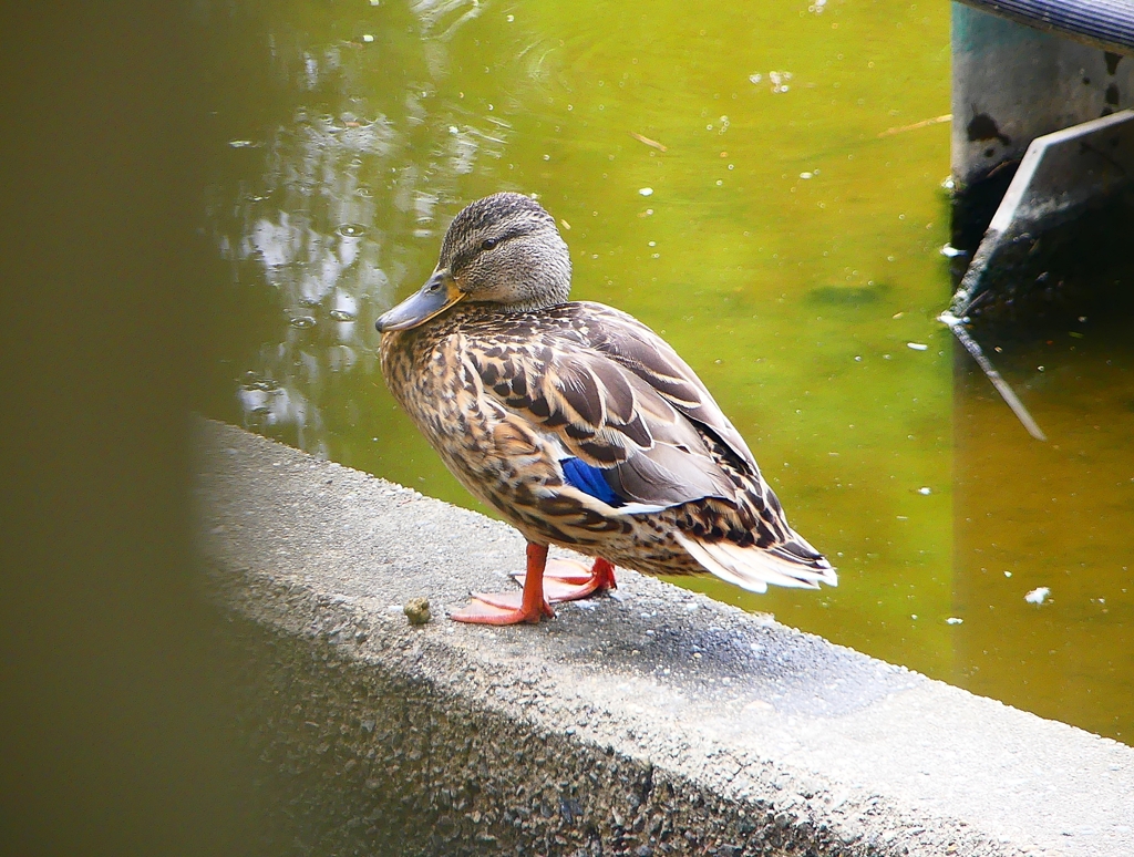 P1120467：マガモ_R