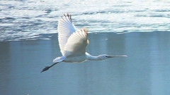 P4470151：ヘラサギ_R