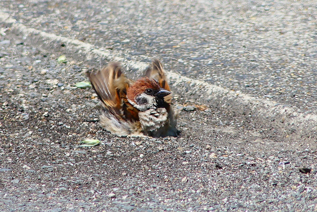 P4980116：スズメ_R