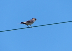 P1160085：コシアカツバメ_R