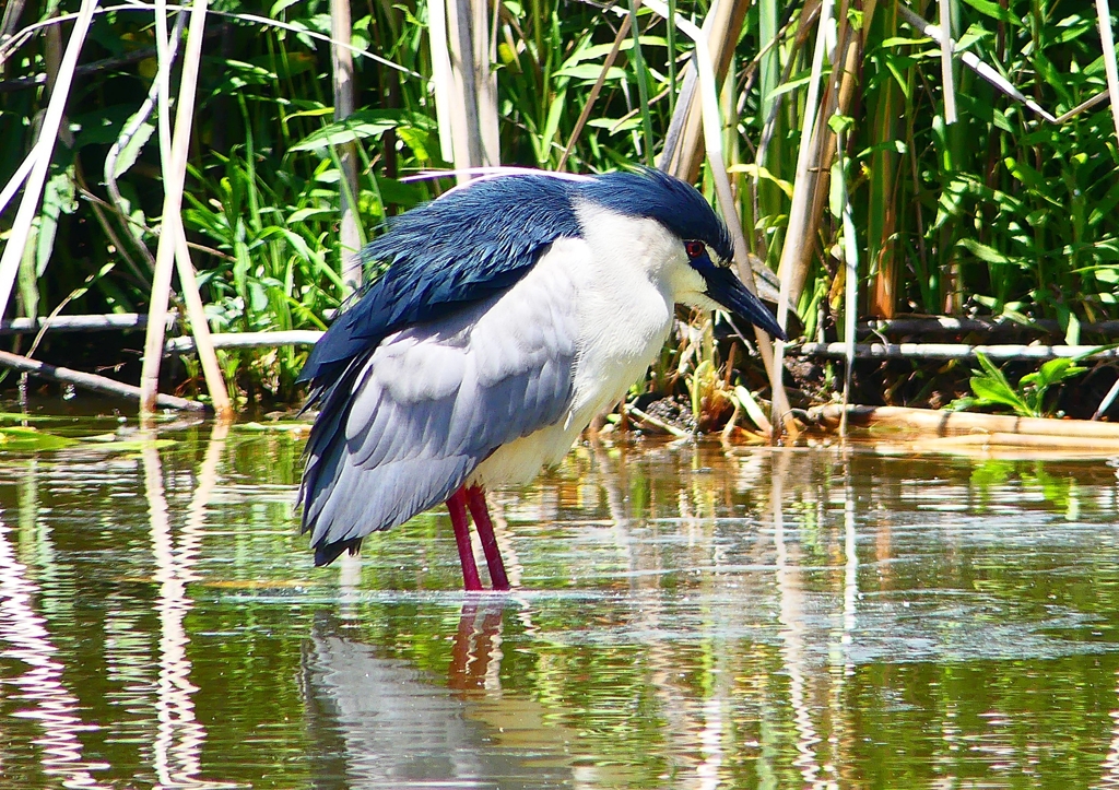 P2010804：ゴイサギ_R