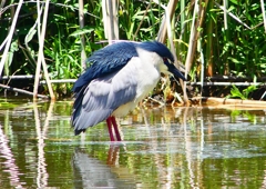P2010804：ゴイサギ_R