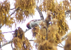 P1930825：ニュウナイスズメ_R