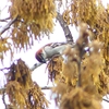 P1930825：ニュウナイスズメ_R