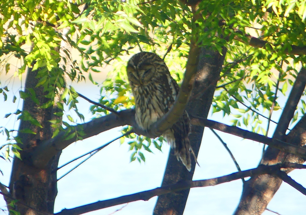 P1450334：フクロウ_R