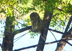 P1450334：フクロウ_R