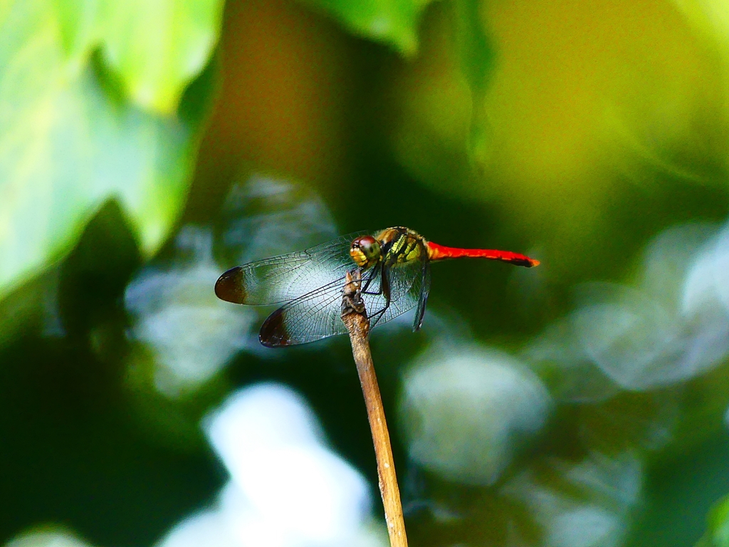P1130564：リスアカネ_R