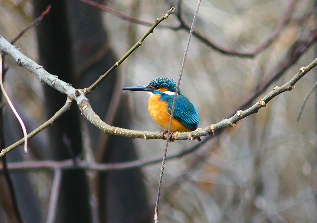 P4610065：カワセミ（オス）_R
