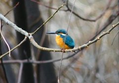 P4610065：カワセミ（オス）_R