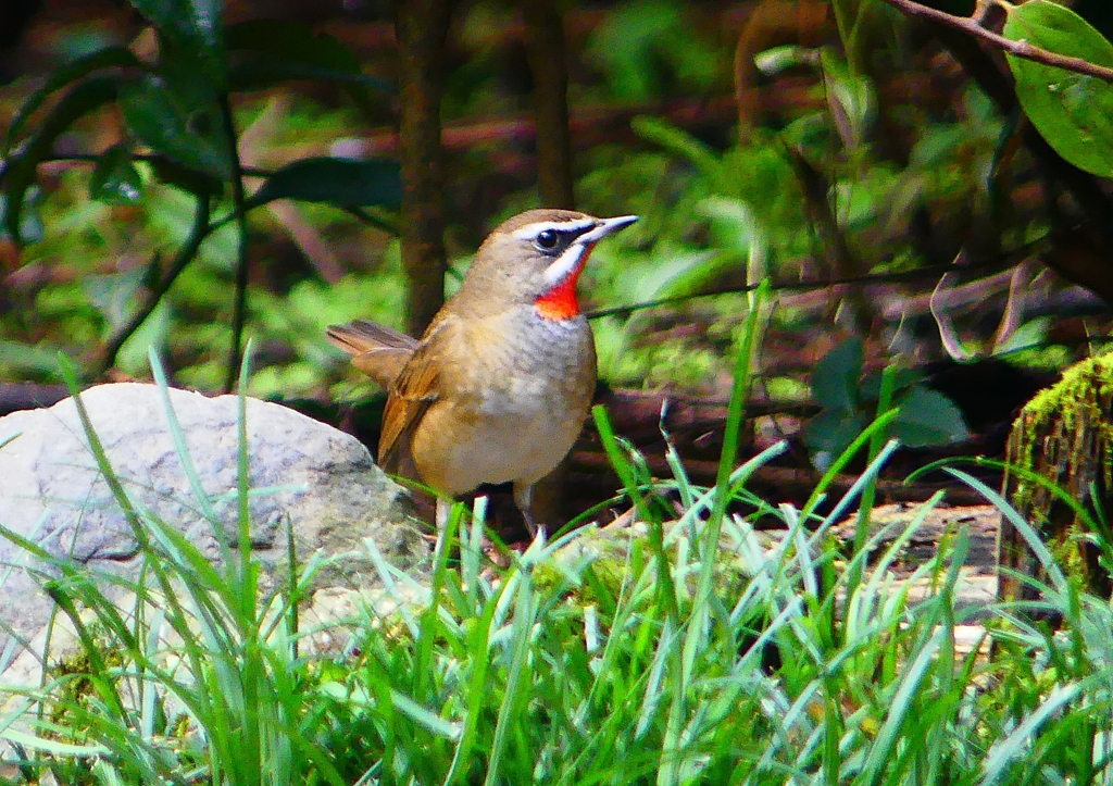 P1340526：ノゴマ（オス）_R