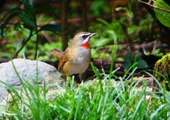 P1340526：ノゴマ（オス）_R