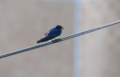 P4210459：ツバメ_R