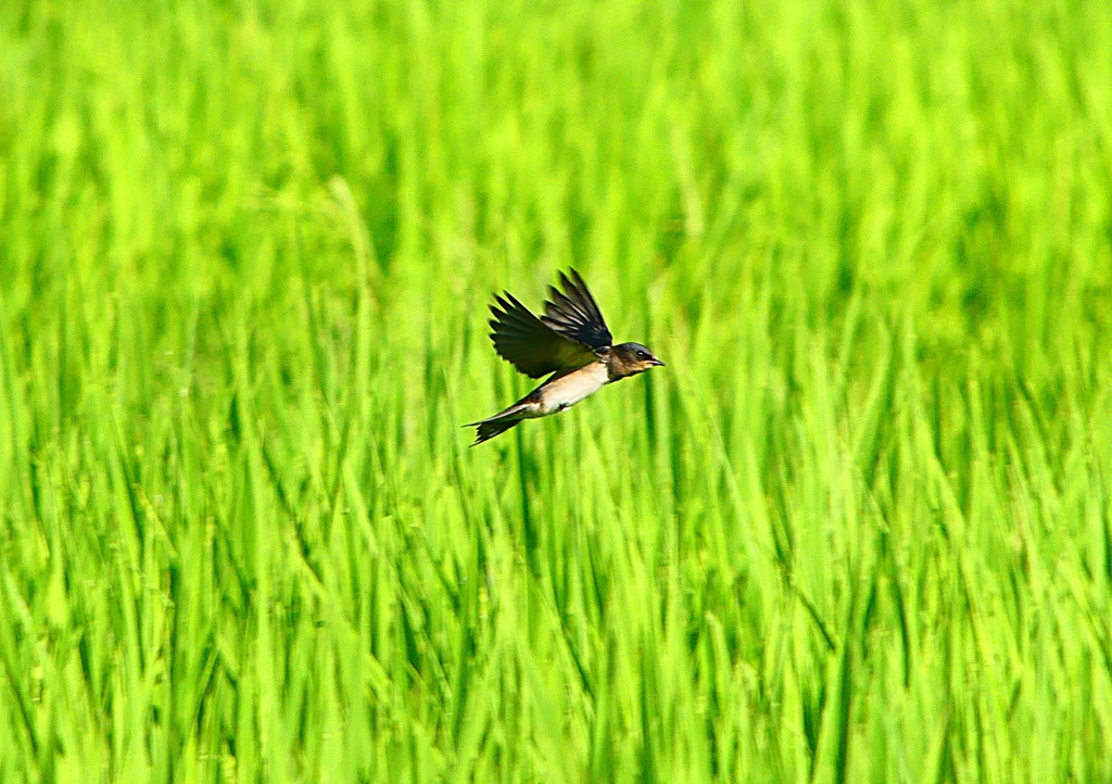 P1150557：飛ぶツバメ_R