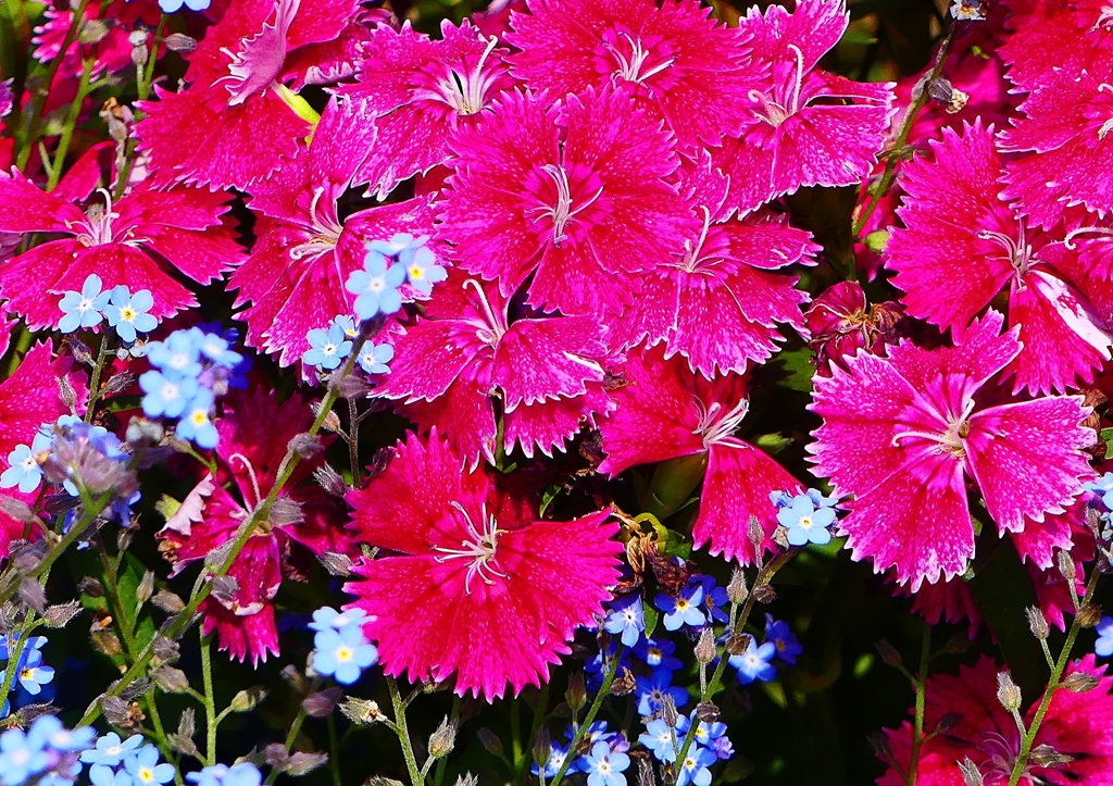 P2030449：ナデシコ_R