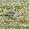 P4100740：チュウシャクシギ_R