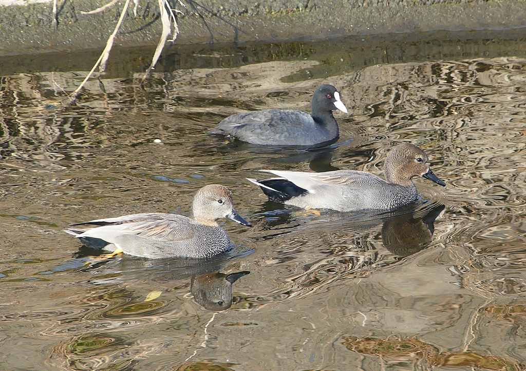 P1570624：オカヨシガモ、オオバン_R