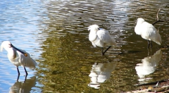 P1690558：ヘラサギ_R