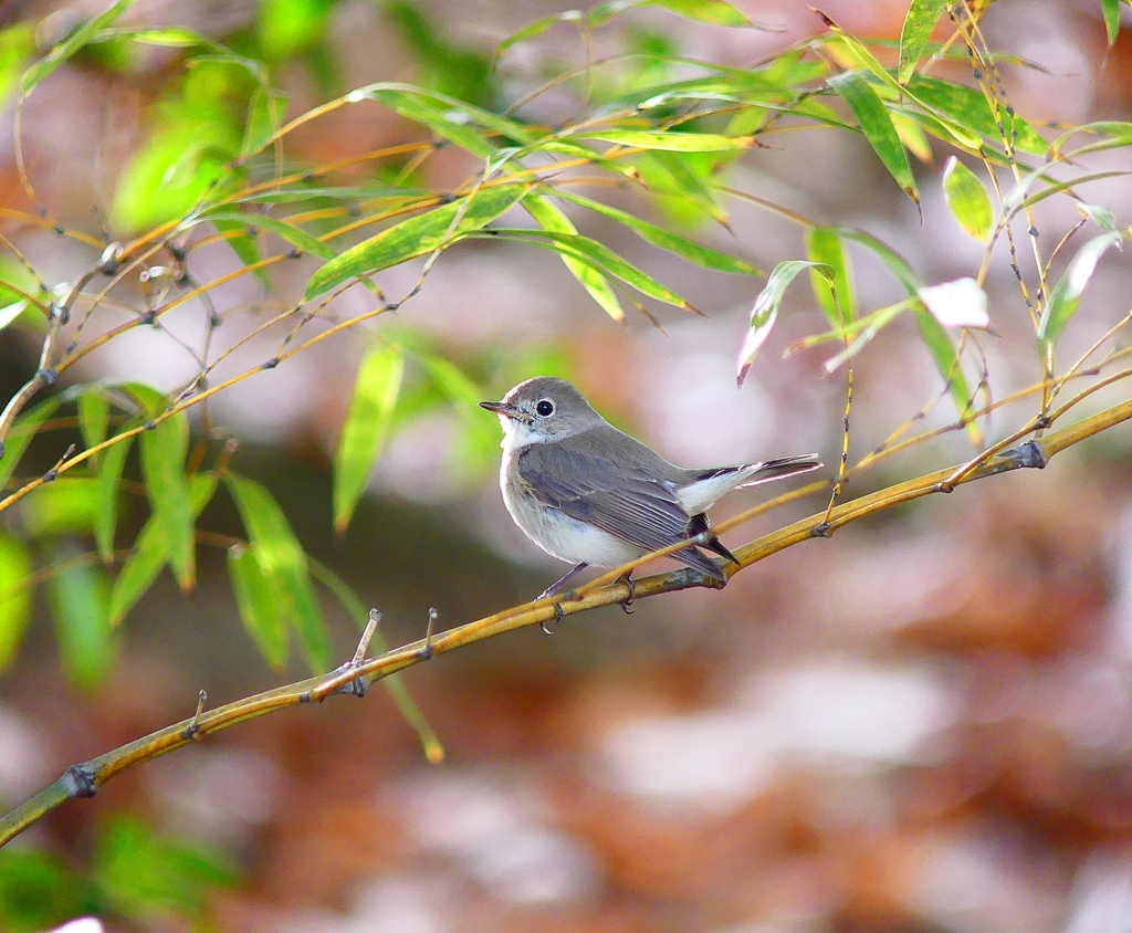 P3640284：ニシオジロビタキ_R