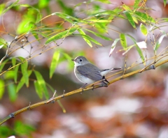 P3640284：ニシオジロビタキ_R