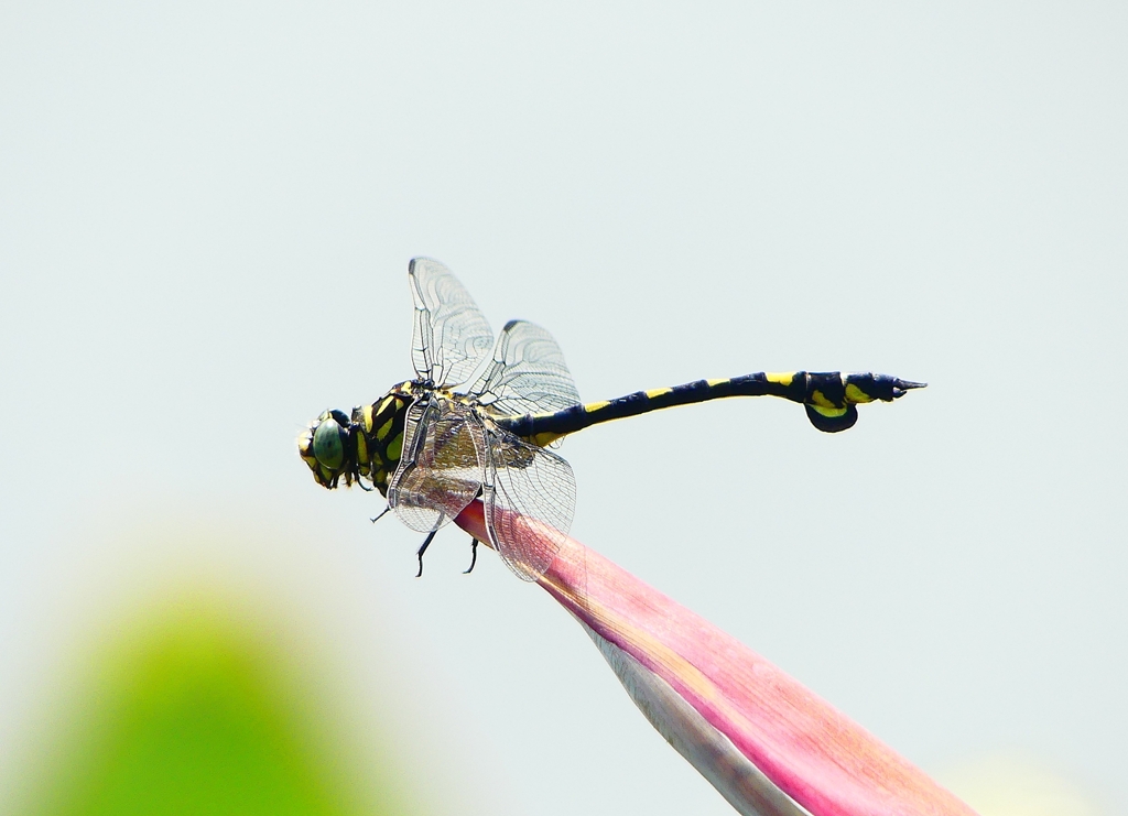 P1000178：ウチワヤンマ_R