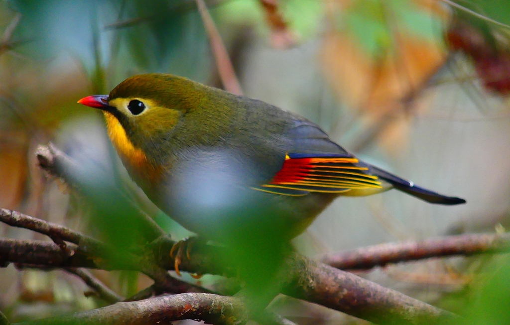 P4570558：ソウシチョウ_R