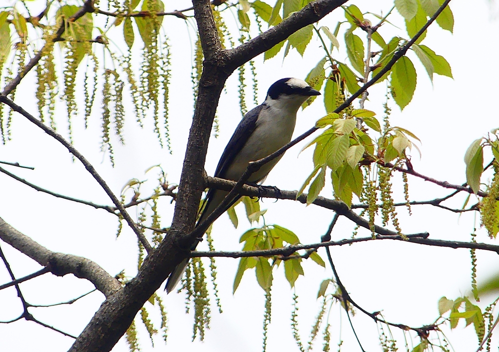 P1940041：サンショウクイ_R