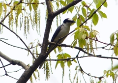 P1940041：サンショウクイ_R