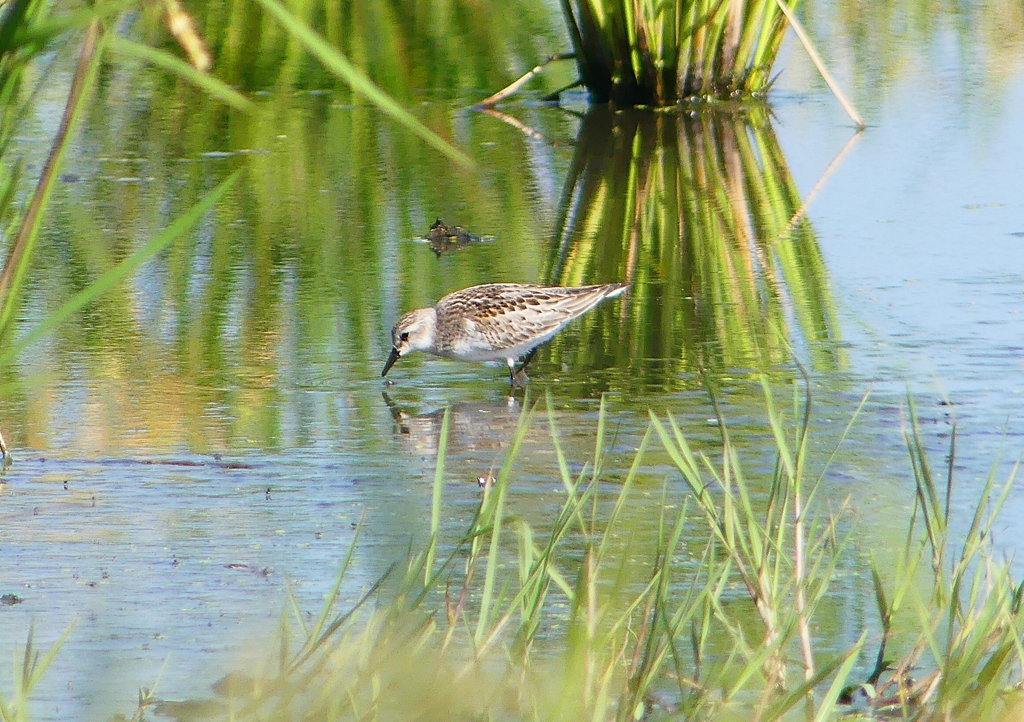P1260056：トウネン_R