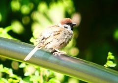 P2000978：スズメ_R