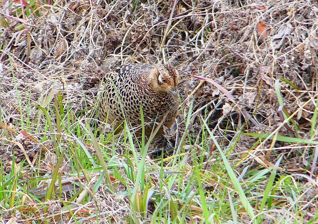 P1840847：キジ（メス）_R