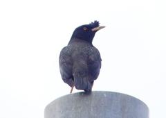 P1940462：ハッカチョウ_R