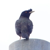 P1940462：ハッカチョウ_R