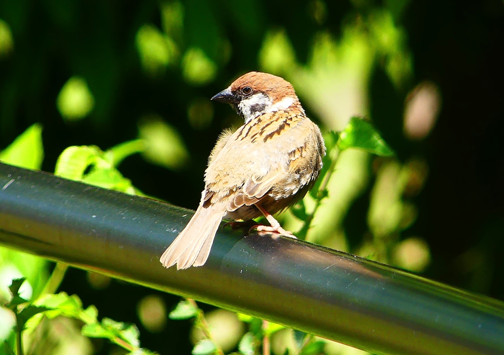P2010002：スズメ_R