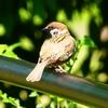 P2010002：スズメ_R