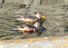 P1630546：ハシビロガモ_R