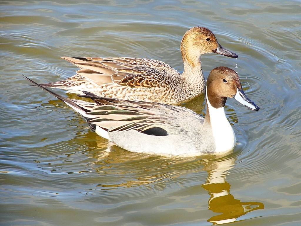 P4620462：オナガガモ_R
