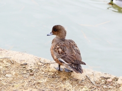 P4600717：ヒドリガモ_R