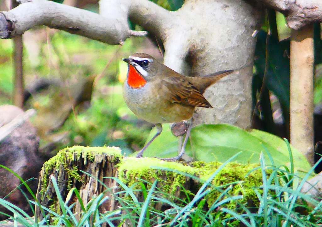 P1350405：ノゴマ（オス）_R