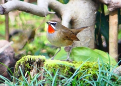 P1350405：ノゴマ（オス）_R