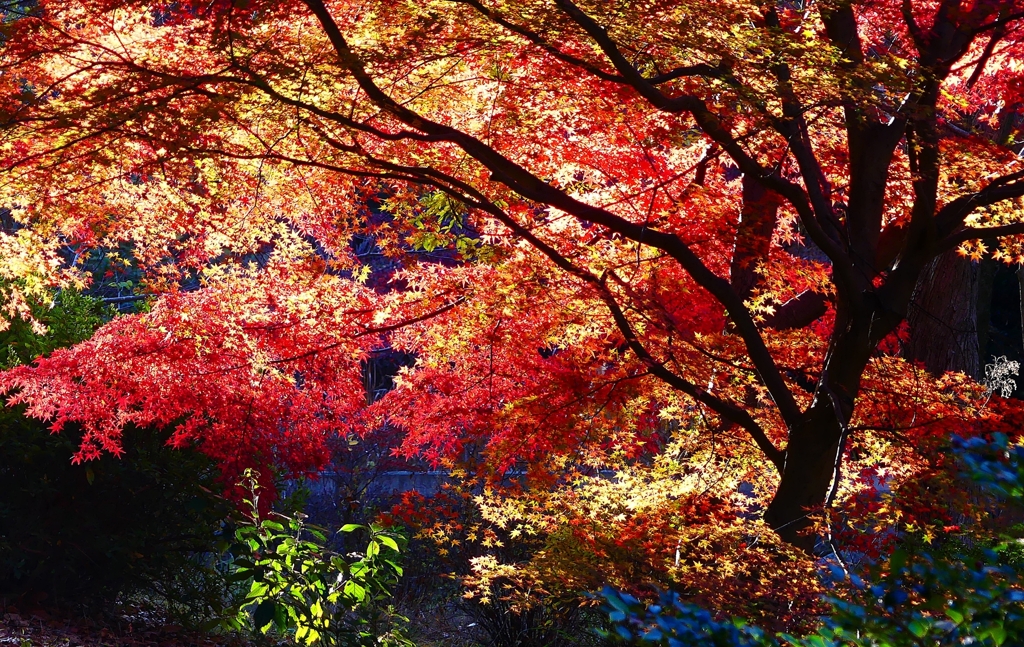 P4530516：紅葉_R