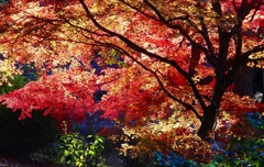 P4530516：紅葉_R