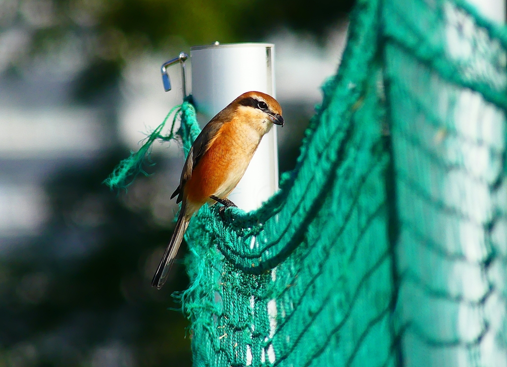 P4420533：モズ（オス）_R